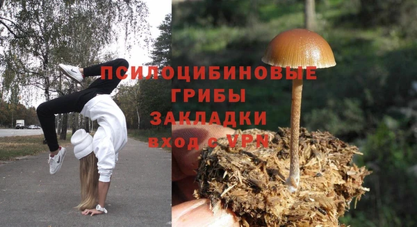 стаф Алзамай